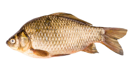 crucian isolated on white background