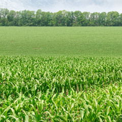 Fototapeta na wymiar corn field with the young shoots