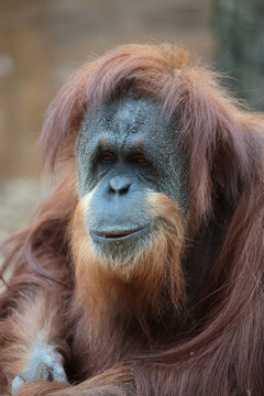 Portrait of bornean orangutan