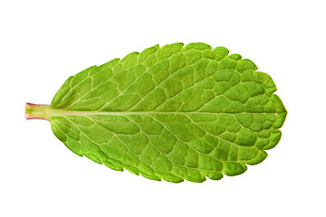 Naklejka na ściany i meble Peppermint herb leaf