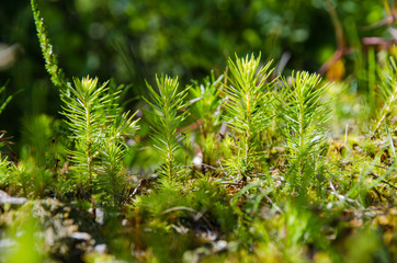 Young fresh spruce seedling