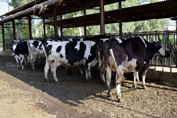 cowbarn
