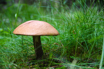Growing Birch bolete mushroom in the grass