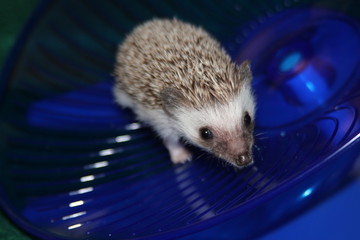 Baby hedgehog on wheel