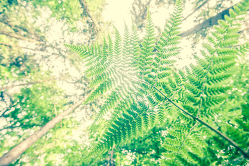 ferns and trees