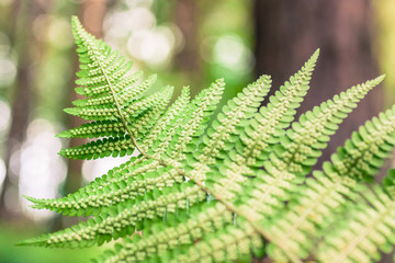 Close up of fern seeds