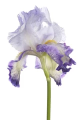 Keuken foto achterwand Iris iris