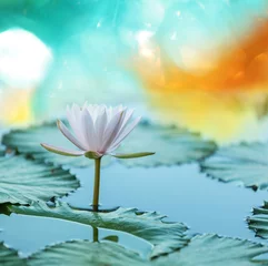 Foto auf Acrylglas Wasserlilien Lotus