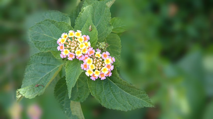 Flower