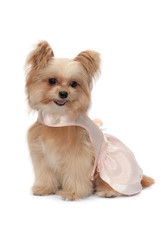 Dog in Pink Dress