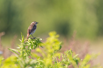 Whinchat