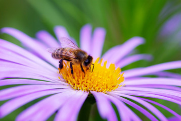 flower and bee