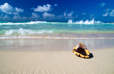 Fototapeta na wymiar Seashell on beach