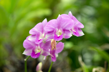 Fototapeta premium orchid