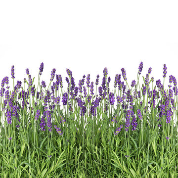Fototapeta lavender flowers isolated on white