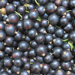Berry of blackcurrant background. Close up