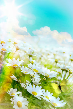 Fototapeta Art high light  Bright summer flowers Natural background