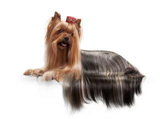 yorkie puppy on white gradient background