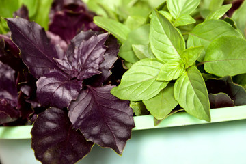 Green and purple basil