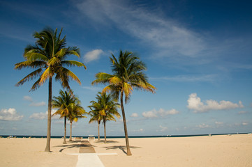 Obraz premium Beach, Strand, Palmen, Gruppe, Florida, Amerika,