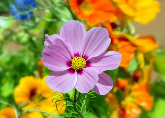 Fototapeta premium 14121.jpg