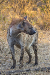 Adult hyena in the wild