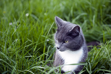 Chat (croisé chartreux) dans les hautes herbes