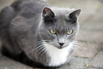 Chartreux au calme