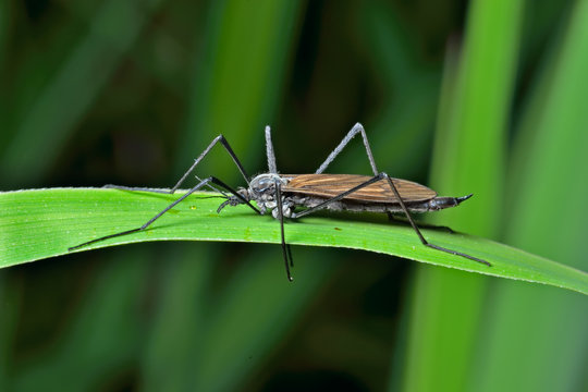 Daddy Insects Daddy-Long-Legs Bilder – Durchsuchen 352 Archivfotos, Vektorgrafiken ...