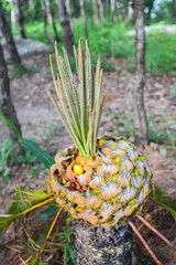 Fruits of cycad