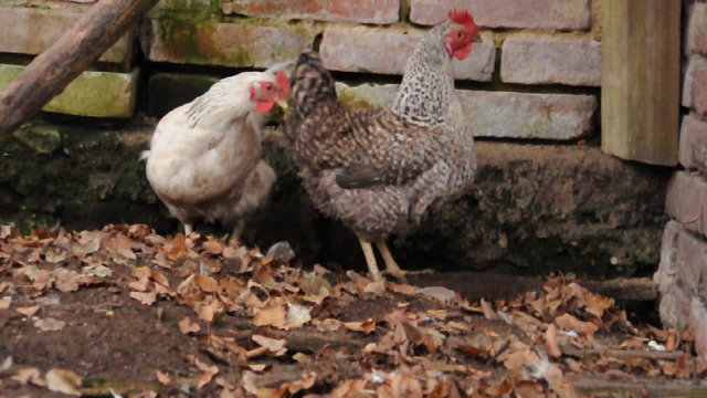 Flock of hens on village court before brick wall