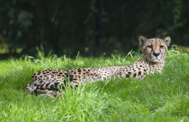 Sad cheetah laying on the green grass in a zoo park © bbsferrari