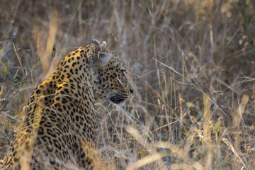 Side profile of a leopard in long grass