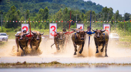 Buffalo race in Chonburi Thailand