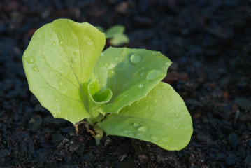 Baby Lettuce