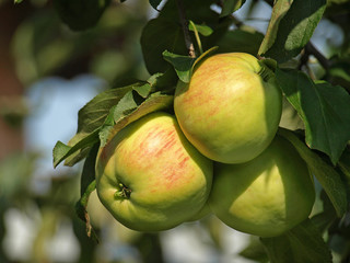 green apples on a apple tree branch