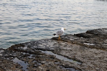 Seagull