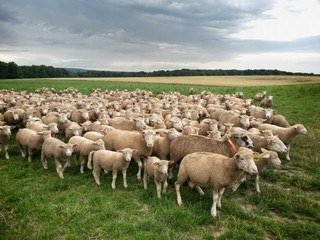 Troupeau mouton