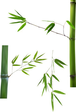three green bamboo branches isolated on white