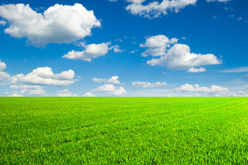 Obraz premium field of grass and perfect sky