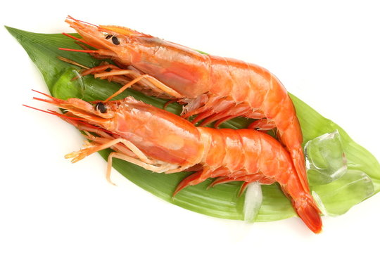 赤海老　アルゼンチン赤海老　食材