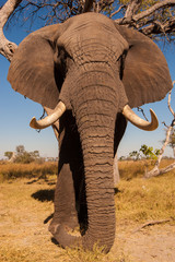 Elephant - 67235131