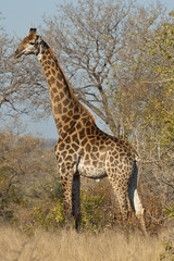 Naklejka na ściany i meble Giraffe walking in the forest