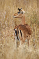 Obraz na płótnie Canvas Female impalain Kruger National Park