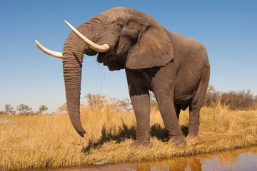 Foto auf Acrylglas Elefant © donvanstaden