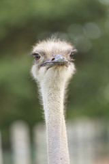 Portrait of an ostrich