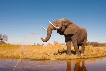Wandaufkleber Elefant © donvanstaden