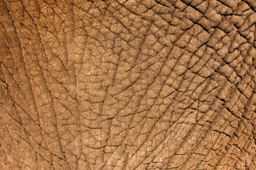 Elephant Skin © donvanstaden