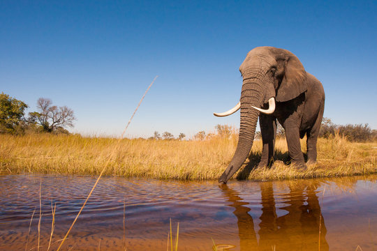 Elephant