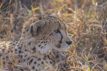 Cheetah relaxing in long grass in the wild